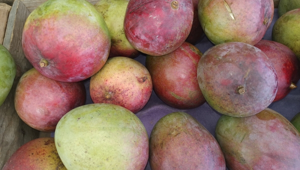 Manga Verde / Verduleria Xioma