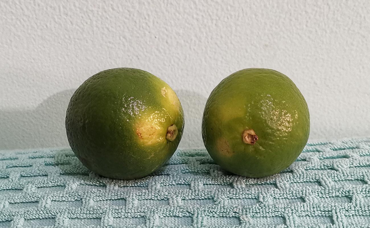 limon-mesino-por-unidad-mercado-municipal-barrio-los-angeles-distrito-central-canton-herediaheredia-27052024