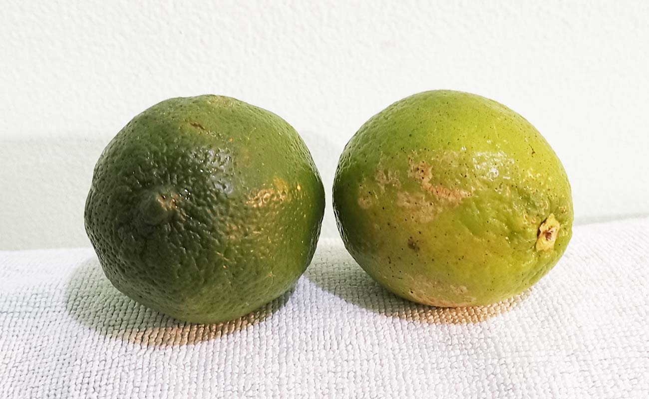 limon-mesino-por-unidad-tramo-mercado-municipal-barrio-angeles-distrito-heredia-canton-heredia-01042024