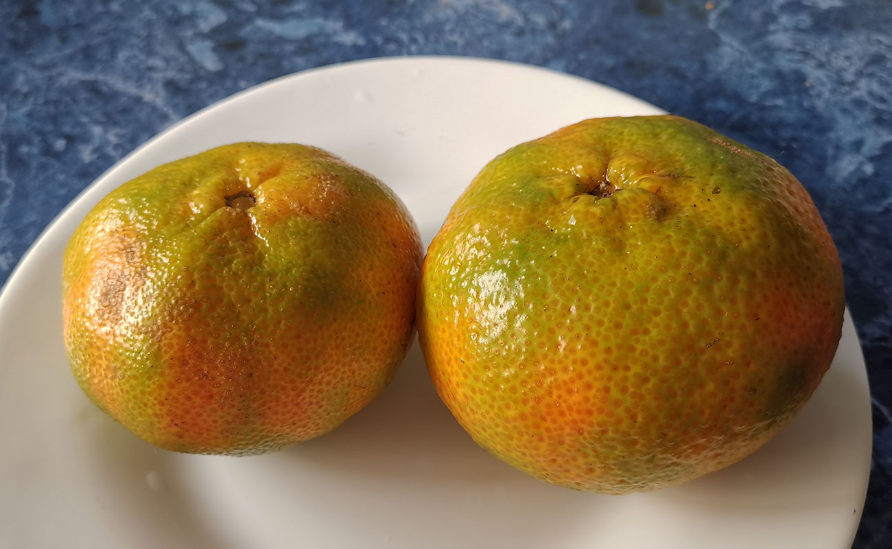 mandarina-nacional-200g-fruteria-kristal-ruta-32-guapiles-limon-06122023