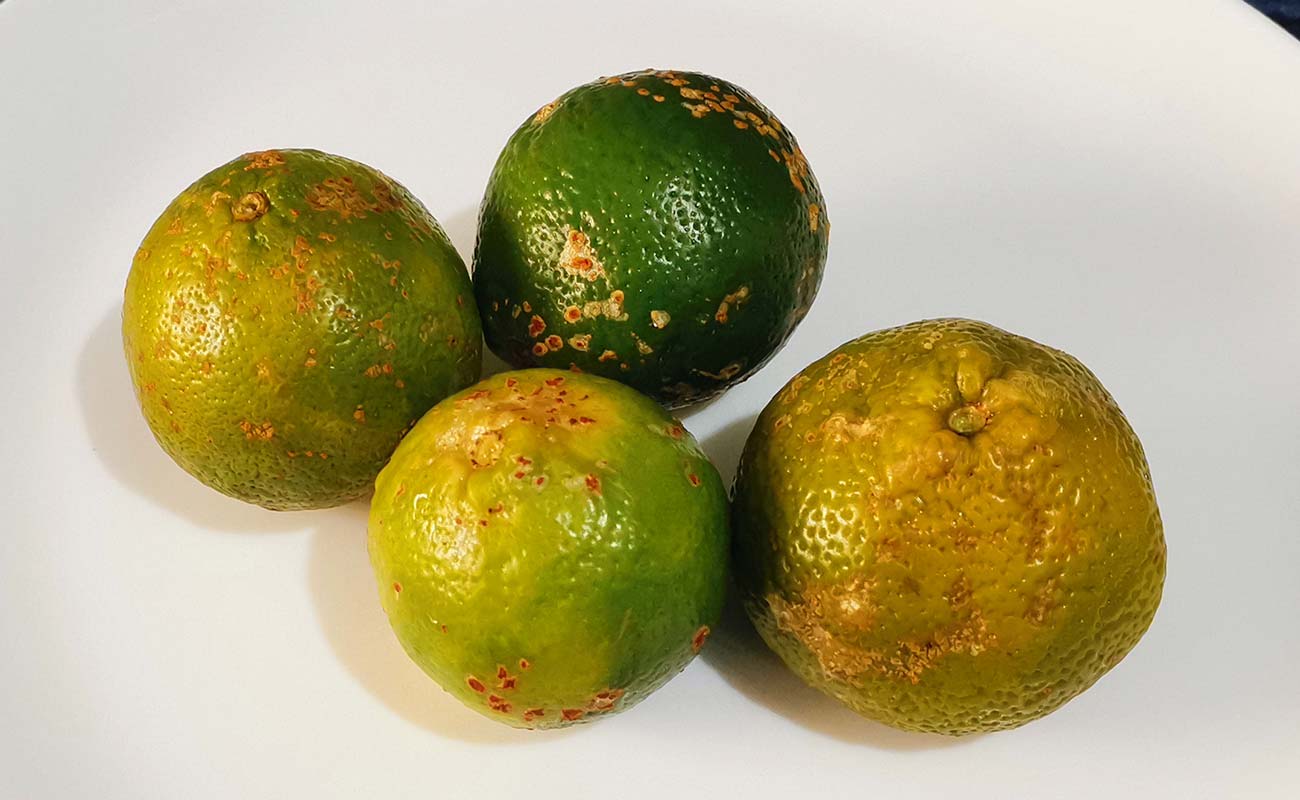 naranjilla-agria-por-unidad-la-gran-bodega-frutas-y-verduras-distrito-san-francisco-canton-heredia-heredia-13032024