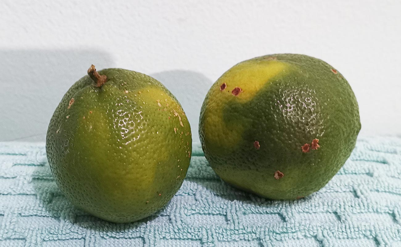 naranjilla-agria-por-unidad-tramo-mercado-municipal-heredia-heredia-02072024