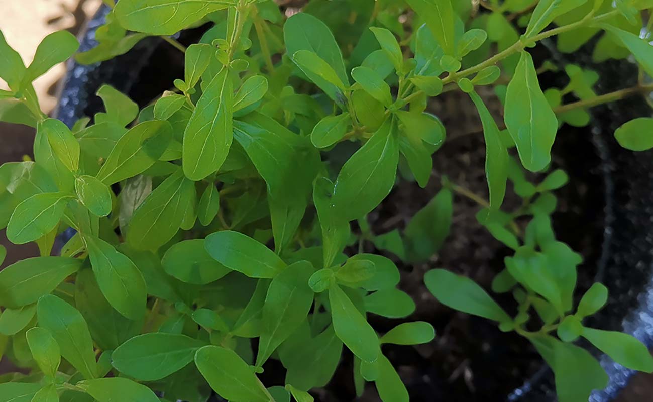 planta-menta-lamiaceae-ferreteria-y-materiales-construccion-el-lagar-distrito-san-joaquin-canton-flores-heredia-13032024