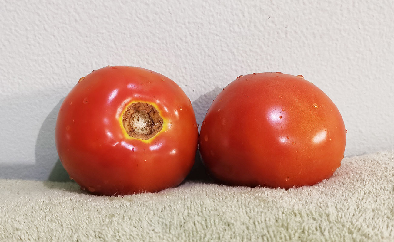 Tomate de Primera 450g / La Gran Bodega de Frutas y Verduras, Flores, Heredia-16082023